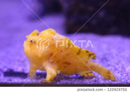 Gamagori Aquarium Frogfish 120929788