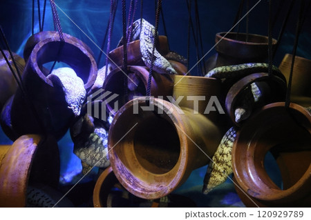 Gamagori Aquarium Moray eel Gamagori Aquarium Moray eel 120929789