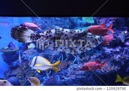 Gamagori Aquarium: Scalloped tuna 120929790