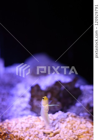 蒲郡水族館 黃頭頜魚 120929791