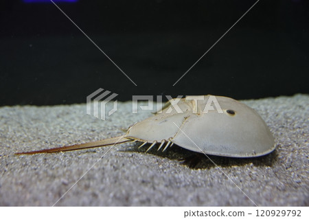 Gamagori Aquarium Horseshoe crab Gamagori Aquarium Horseshoe crab 120929792