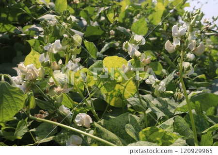 Hyacinth Beans on plant in farm 120929965