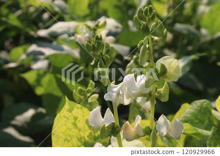 Hyacinth Beans on plant in farm Hyacinth Beans on plant in farm 120929966