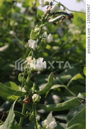 Hyacinth Beans on plant in farm 120929967