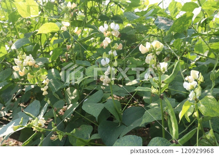 Hyacinth Beans on plant in farm 120929968