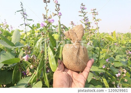 Hyacinth Beans plant with money bag in farm 120929981