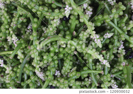 Malabar spinach on farm for harvesting 120930032