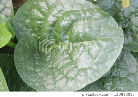 Malabar spinach on farm for harvesting 120930033