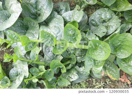 Malabar spinach on farm for harvesting 120930035