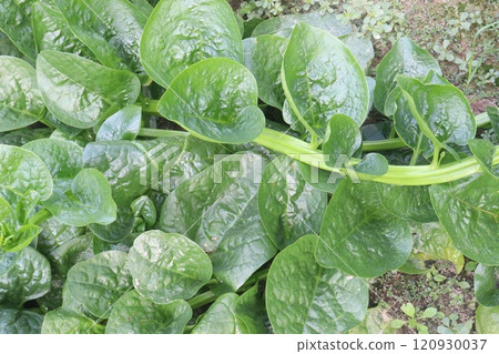 Malabar spinach on farm for harvesting Malabar spinach on farm for harvesting 120930037