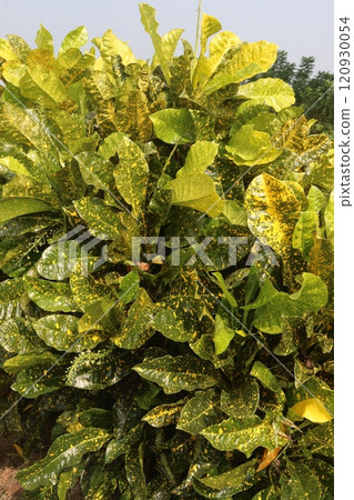 Garden croton tree plant on farm 120930054