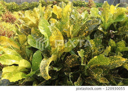 Garden croton tree plant on farm 120930055