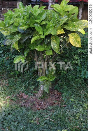 Garden croton tree plant on farm 120930056