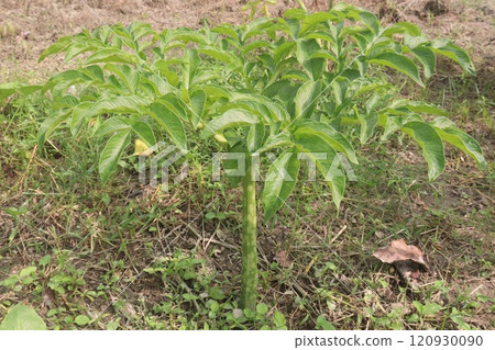 amorphophallus bulbifer plant on forest 120930090