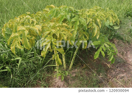 amorphophallus bulbifer plant on forest amorphophallus bulbifer plant on forest 120930094
