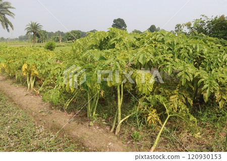 amorphophallus bulbifer plant on forest amorphophallus bulbifer plant on forest 120930153