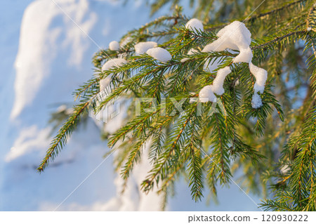Winter spruce branch. Snow falling and cold weather. Fir tree branch snow covered  120930222