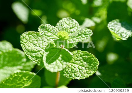 Apple mint Apple mint 120930259