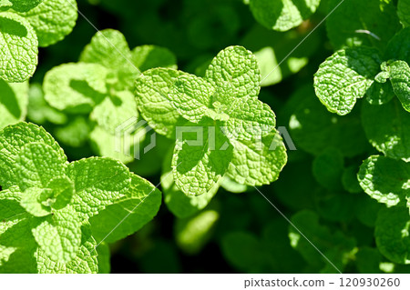 Apple mint 120930260