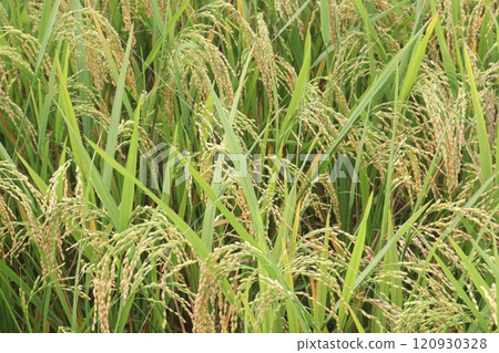 paddy plant on field for harvest are cash crops 120930328