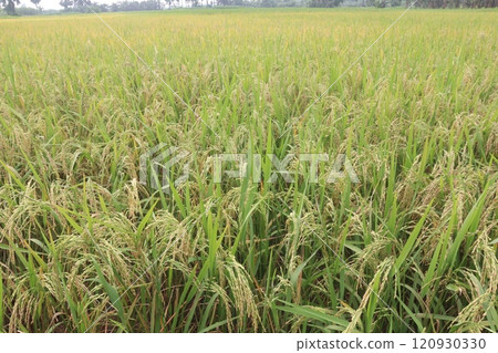 paddy plant on field for harvest are cash crops 120930330