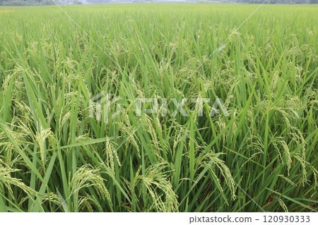 paddy plant on field for harvest are cash crops paddy plant on field for harvest are cash crops 120930333