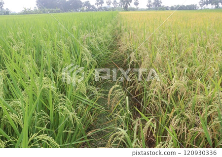 paddy plant on field for harvest are cash crops 120930336