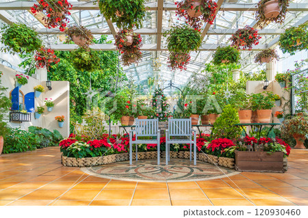 Hamamatsu Flower Park in winter, Christmas display (Hamamatsu City, Shizuoka Prefecture) Hamamatsu Flower Park in winter, Christmas display (Hamamatsu City, Shizuoka Prefecture) 120930460