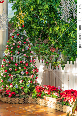 Hamamatsu Flower Park in winter, Christmas display (Hamamatsu City, Shizuoka Prefecture) 120930470