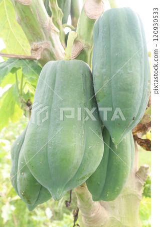 raw papaya on tree in farm for harvest 120930533