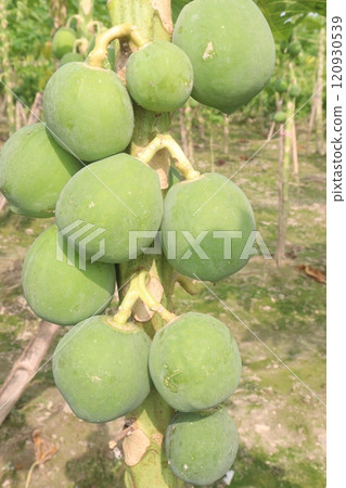 raw papaya on tree in farm for harvest raw papaya on tree in farm for harvest 120930539