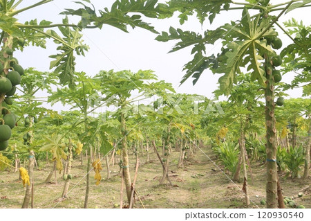 raw papaya on tree in farm for harvest raw papaya on tree in farm for harvest 120930540
