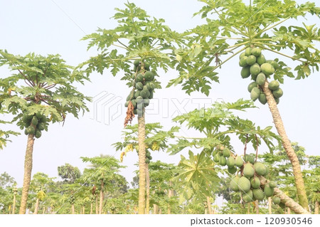 raw papaya on tree in farm for harvest 120930546
