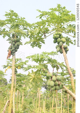 raw papaya on tree in farm for harvest raw papaya on tree in farm for harvest 120930548