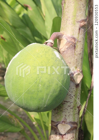 raw papaya on tree in farm for harvest raw papaya on tree in farm for harvest 120930553