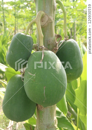 raw papaya on tree in farm for harvest 120930559