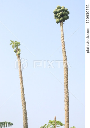 raw papaya on tree in farm for harvest 120930561