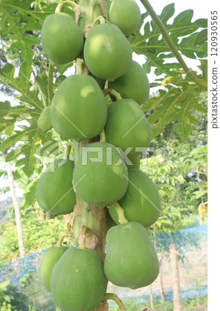 raw papaya on tree in farm for harvest 120930565
