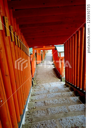 島根縣香椎郡津和野町太鼓穀稻荷神社表參道千本鳥居風景 120930735