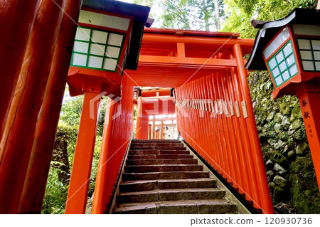 島根縣香椎郡津和野町太鼓穀稻荷神社表參道千本鳥居風景 120930736