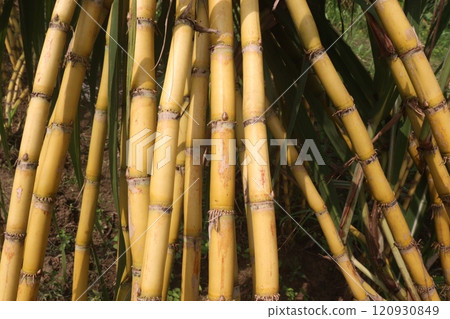 sugarcane plant on farm for harvest 120930849