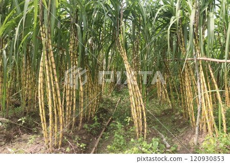 sugarcane plant on farm for harvest 120930853