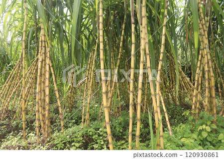 sugarcane plant on farm for harvest 120930861