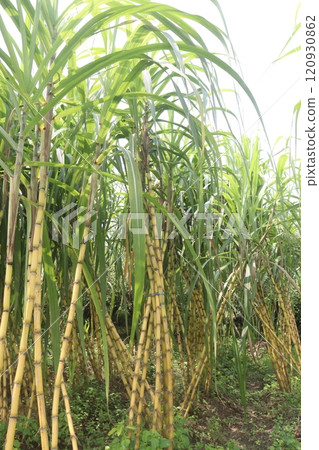 sugarcane plant on farm for harvest 120930862