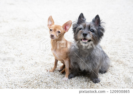 Sitting Cairn Terrier and Russian Toy Terrier Sitting Cairn Terrier and Russian Toy Terrier 120930865