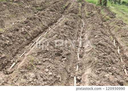 sugarcane seedling on field for harvest are cash crops 120930990
