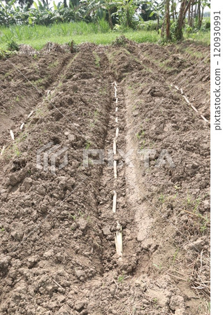 sugarcane seedling on field for harvest are cash crops 120930991