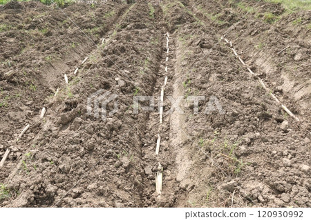 sugarcane seedling on field for harvest are cash crops 120930992