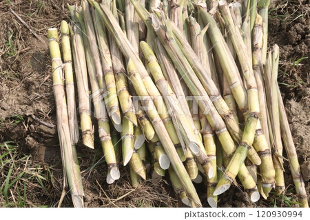 sugarcane seedling on field for harvest are cash crops 120930994