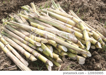 sugarcane seedling on field for harvest are cash crops 120930995